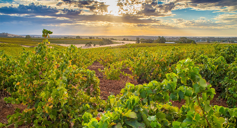 Schild Estate Grenache vineyard